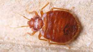 Како да се ослободите од bedbugs во станот дознајте од експерт!